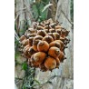 Africka uljna palma Seme (Elaeis guineensis) | 4,95 €