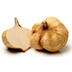Jicama - Yambohne Samen (Pachyrhizus erosus)