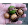 Sementes de Nogueira-Macadâmia (Macadamia integrifolia) | 2,05 €