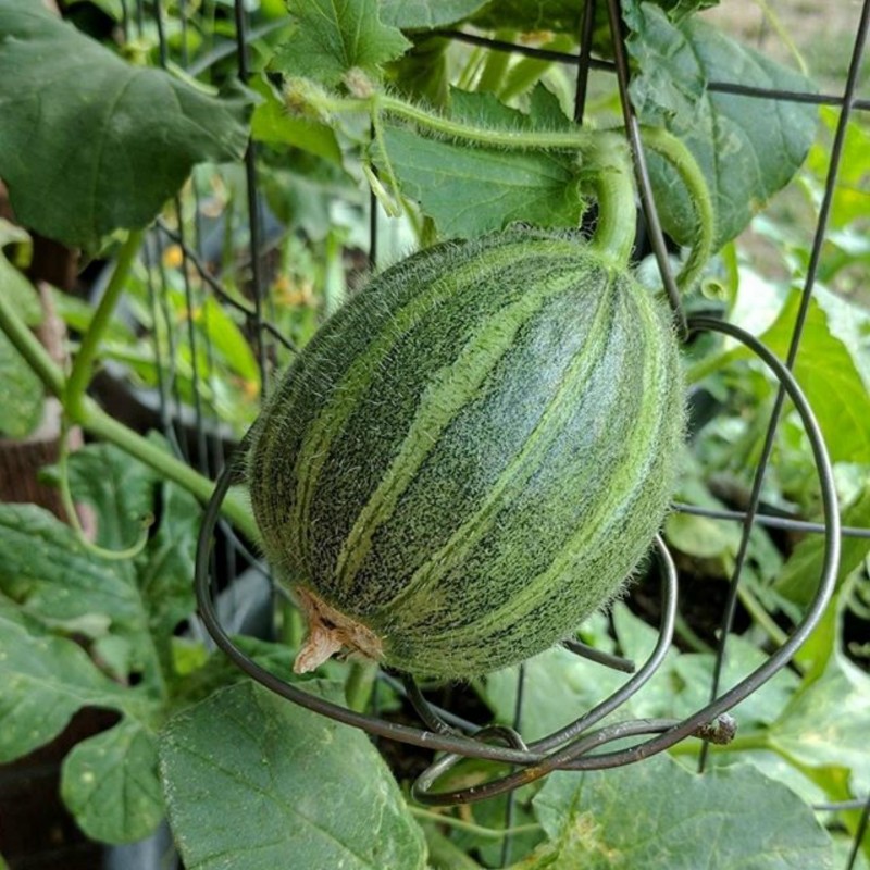 Seme dinje Ogen, sorta iz Izraela | 1,85 €