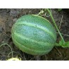 Seme dinje Ogen, sorta iz Izraela | 1,85 €