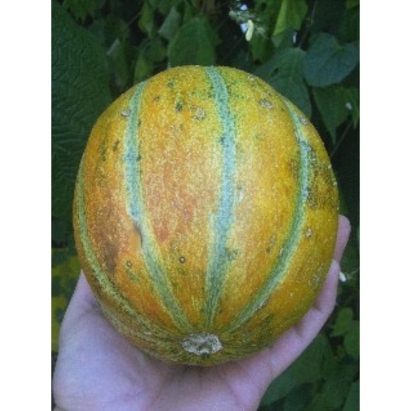 Seme dinje Ogen, sorta iz Izraela | 1,85 €