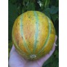 Seme dinje Ogen, sorta iz Izraela | 1,85 €