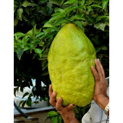 Graines de Citron Géantes - Cédratier - Fruits de 4 kg (Citrus Medica Cedrat)