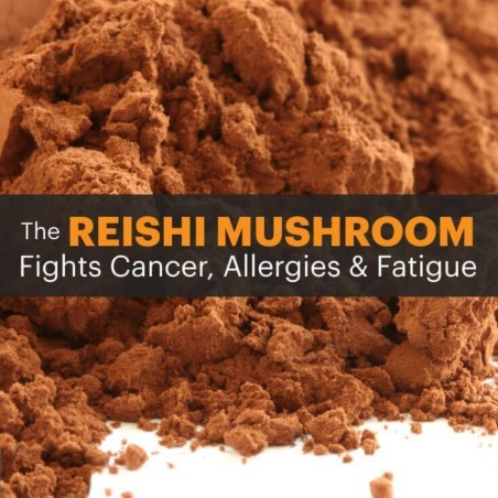 Sementes, Micélio de Reishi, Cogumelo da Imortalidade (Ganoderma lucidum) | 5,00 €