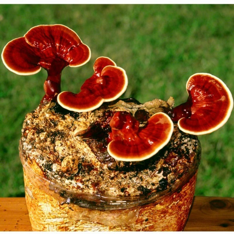 Graines - Mycélium de Reishi - Ganoderme Luisant (Ganoderma lucidum) | 5,00 €