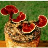 Semillas, Micelio de Seta de la inmortalidad “Pipa” (Ganoderma lucidum) | 5,00 €