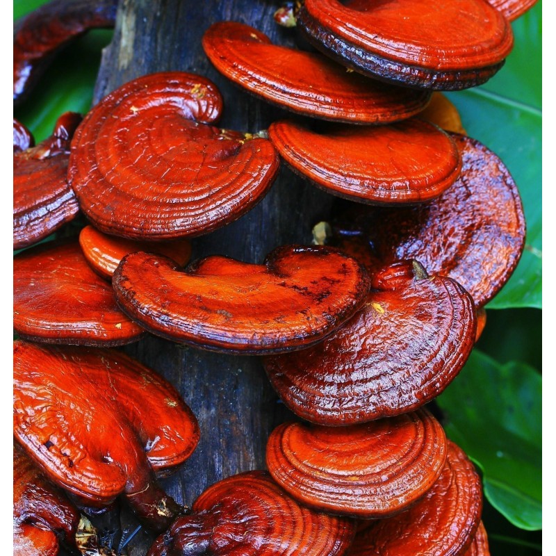 Sementes, Micélio de Reishi, Cogumelo da Imortalidade (Ganoderma lucidum) | 5,00 €