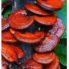 Semillas, Micelio de Seta de la inmortalidad “Pipa” (Ganoderma lucidum) | 5,00 €