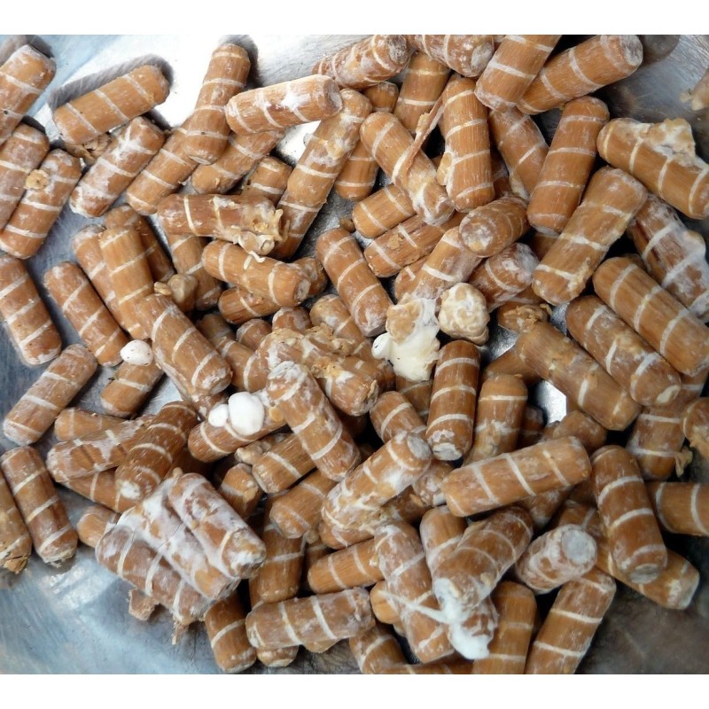 Graines - Mycélium de Reishi - Ganoderme Luisant (Ganoderma lucidum) | 5,00 €