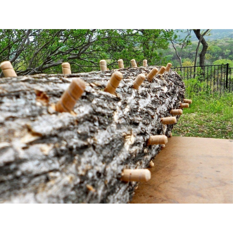 Μυκήλιο σπόρος “το μανιτάρι της αθανασίας” Γανόδερμα (Ganoderma lucidum) | 5,00 €