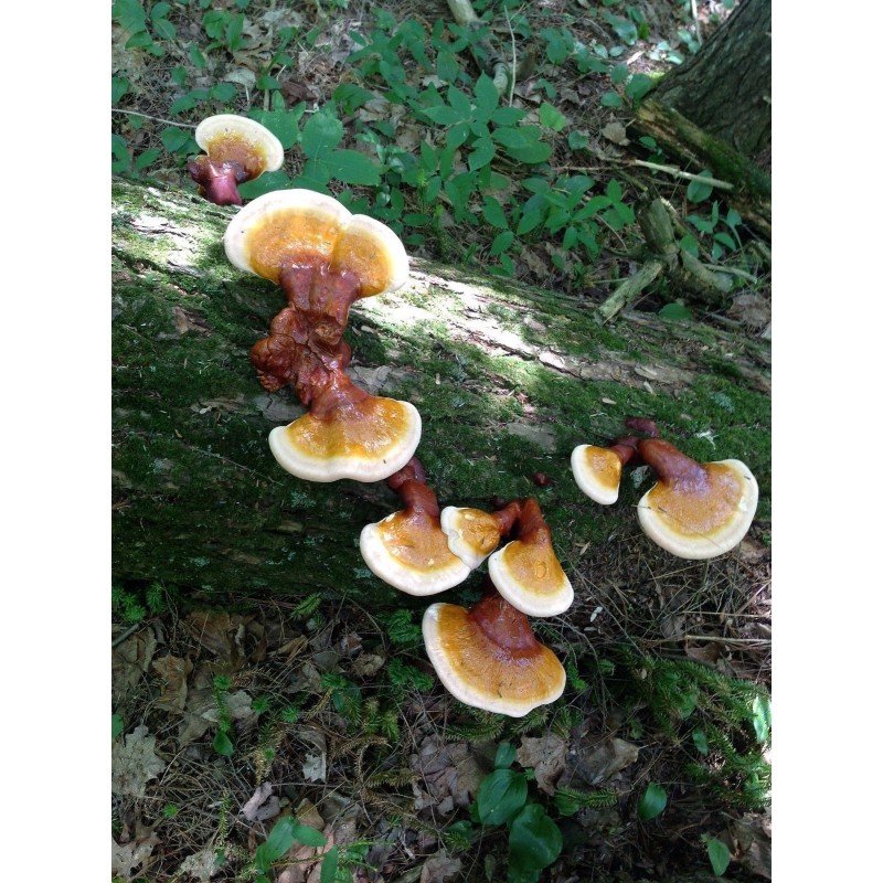 Semillas, Micelio de Seta de la inmortalidad “Pipa” (Ganoderma lucidum) | 5,00 €