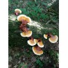 Graines - Mycélium de Reishi - Ganoderme Luisant (Ganoderma lucidum) | 5,00 €