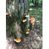 Graines - Mycélium de Reishi - Ganoderme Luisant (Ganoderma lucidum) | 5,00 €