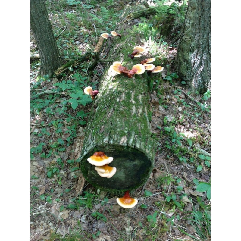 Semi, Micelio, Reishi, Funghi Di Immortalità (Ganoderma lucidum) | 5,00 €