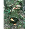 Graines - Mycélium de Reishi - Ganoderme Luisant (Ganoderma lucidum) | 5,00 €