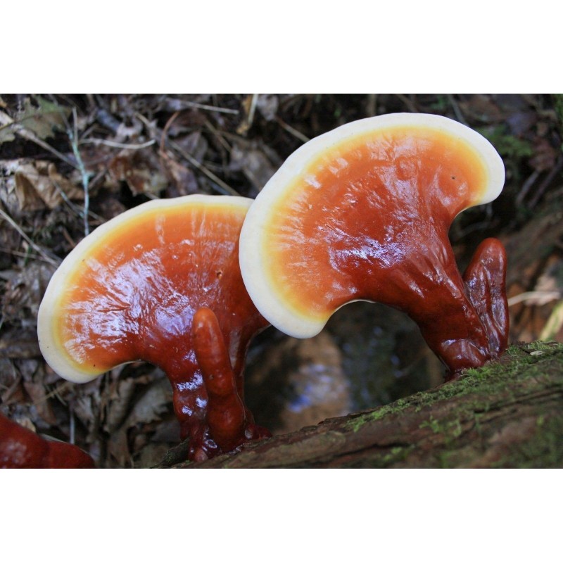 Hrastova Sjajnica Gljiva - Micelijum - Seme (Ganoderma lucidum) | 5,00 €