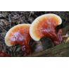 Semillas, Micelio de Seta de la inmortalidad “Pipa” (Ganoderma lucidum) | 5,00 €