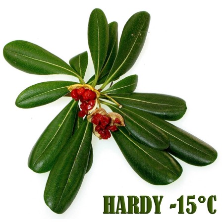 Purple coneflower seeds (Echinacea purpurea) | €1.15