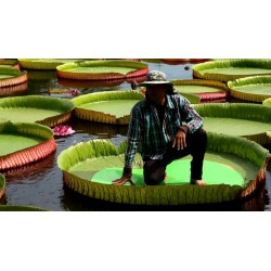 Giant Water Lily Lotus Seeds (Victoria amazonica)