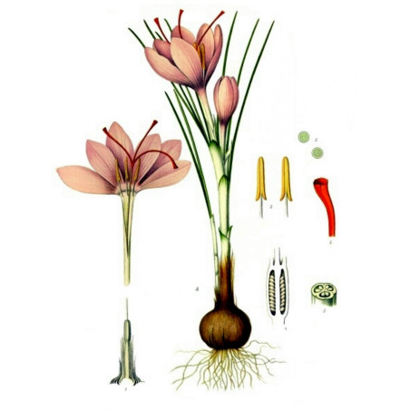 Saffron Seeds (Saffron crocus) | β¬2.85