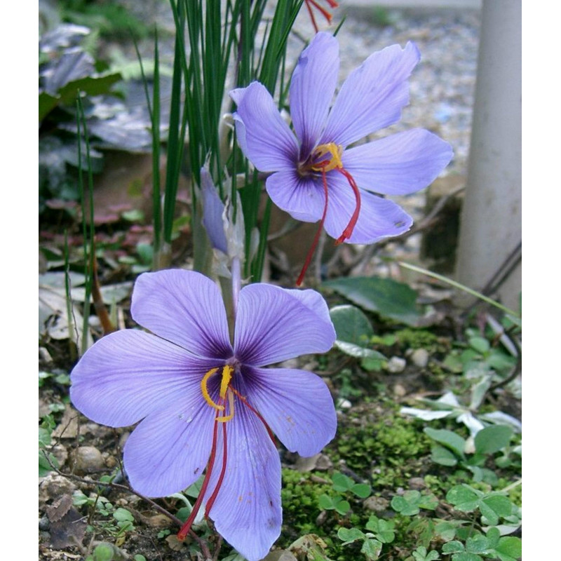 Saffron Seeds (Saffron crocus) | €2.85