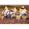 Saffron Seeds (Saffron crocus) | €2.85