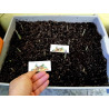 Saffron Seeds (Saffron crocus) | €2.85