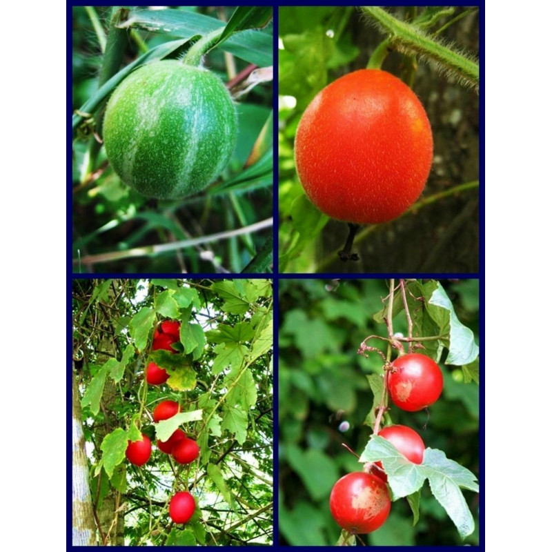 Dummela - Bitter vattenmelon frön (Gymnopetalum integrifolium)