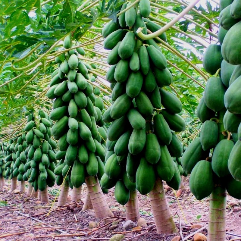 Indian Dwarf Papaya Seeds - Paw Paw Miniature | €3.00