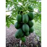 Indian Dwarf Papaya Seeds - Paw Paw Miniature | €3.00