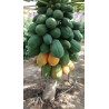 Indian Dwarf Papaya Seeds - Paw Paw Miniature | €3.00