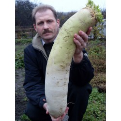 “Daikon” Giant Long Japanese Radish Seeds