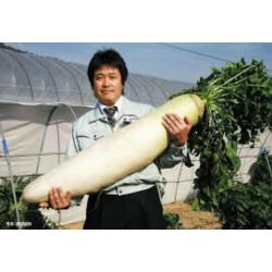 Σπόροι Γίγαντα μακρύ άσπρο Ιαπωνικά Ραπανάκι “Daikon”