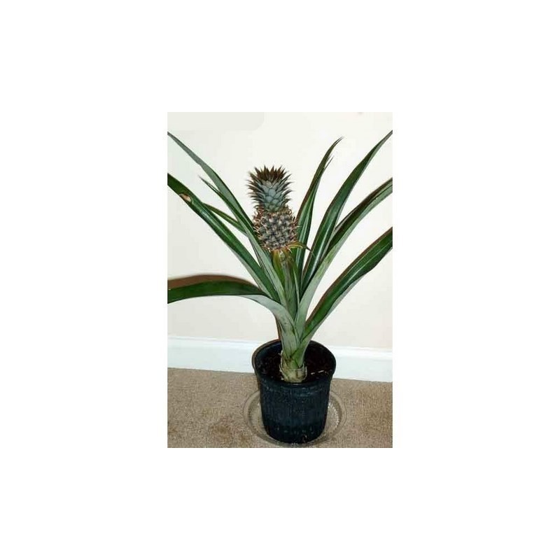 Ananas Seeds "pineapple" | 3,50 €