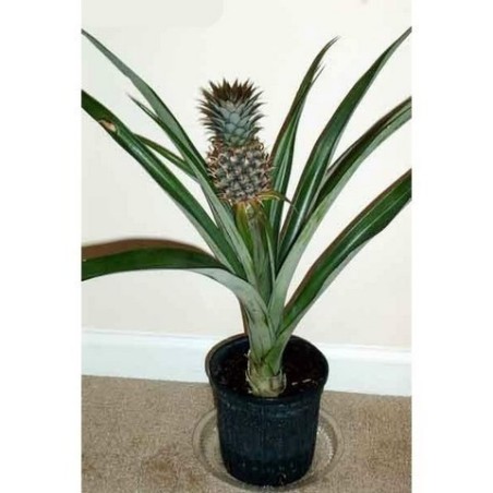 Σπόροι ανανάς "pineapple" | 3,50 €