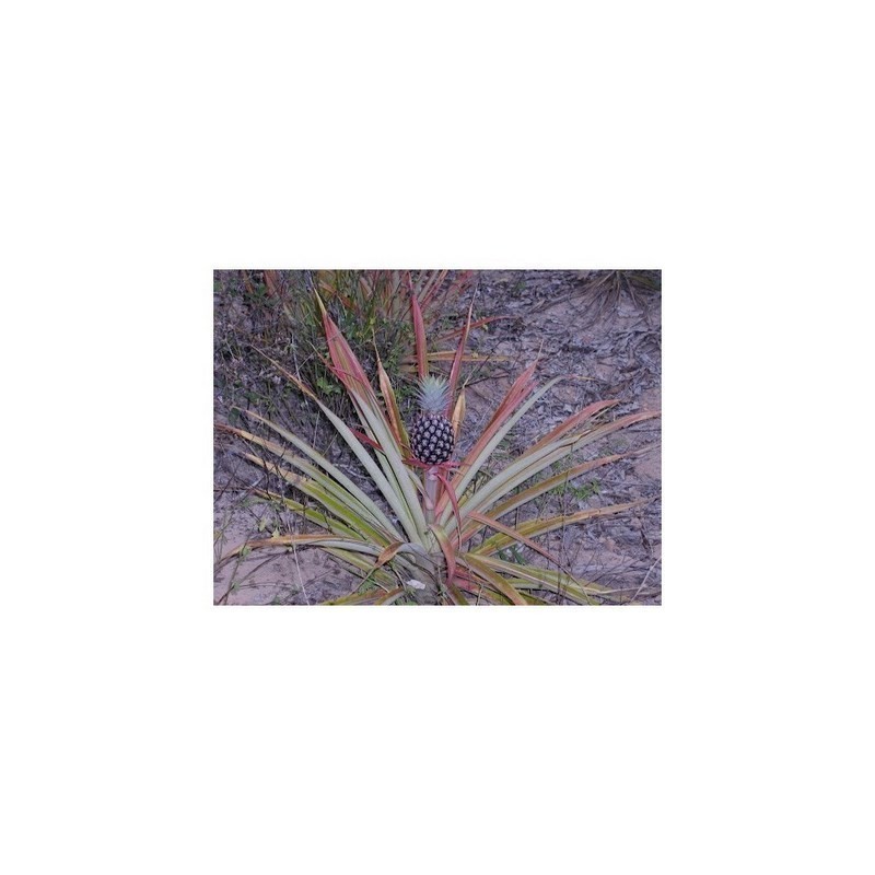Ananas Seeds "pineapple" | 3,50 €