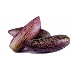 Seltene Lila Riesen-Pepino Samen (Solanum muricatum)