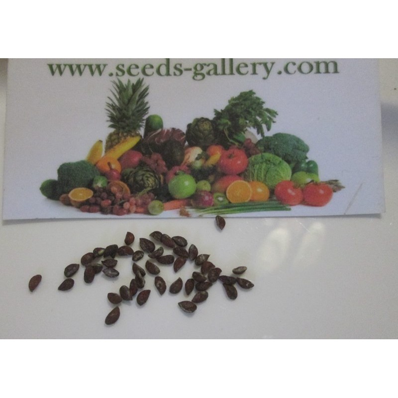 Ananas Seeds "pineapple" | 3,50 €