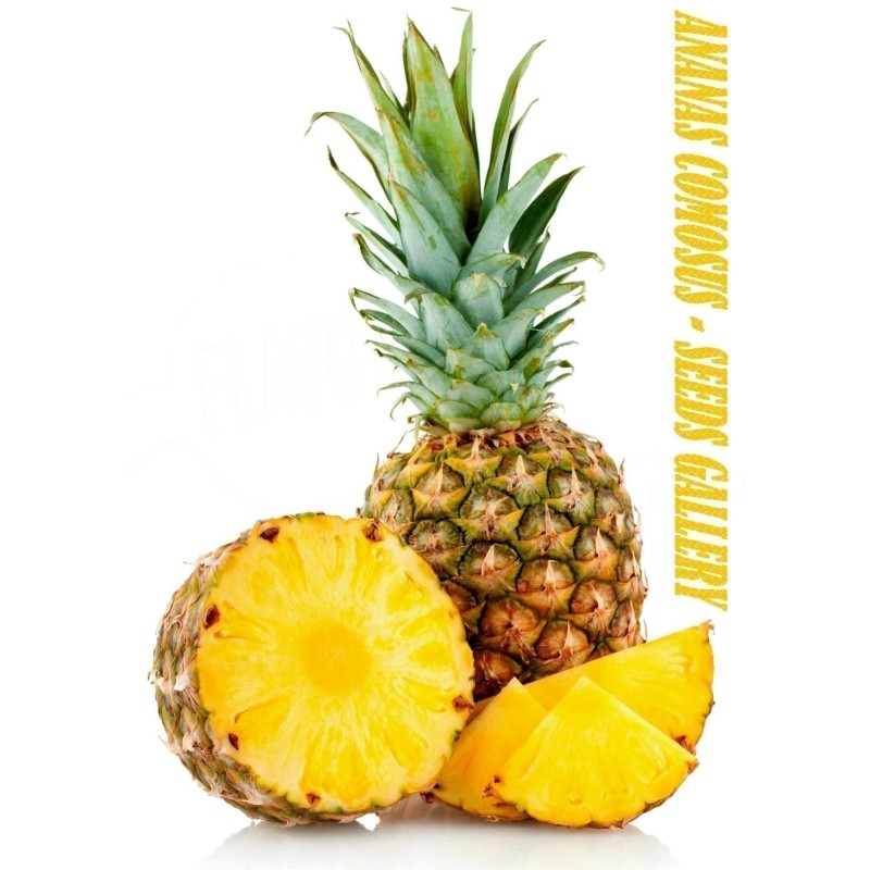 Ananas frön (Ananas comosus) | 3,50 €