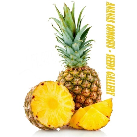 Ananas frön (Ananas comosus) | 3,50 €