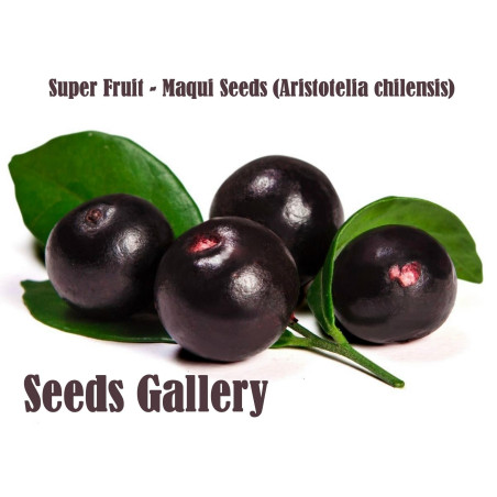 Graines de Maqui du Chili (Aristotelia Chilensis)