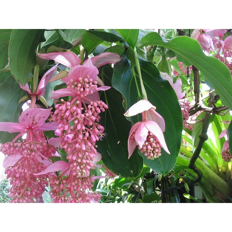 Semi di Uva Rosa (Medinilla magnifica) | 4,50 €