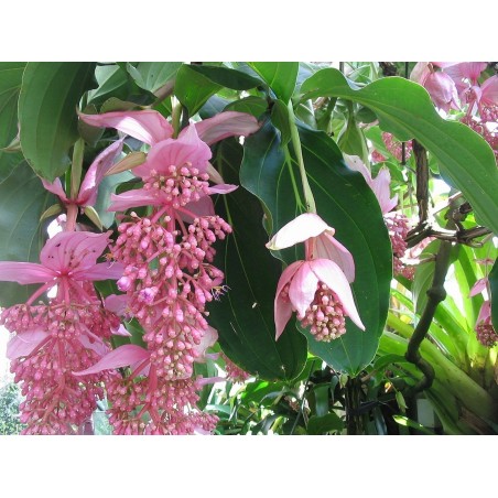 Semi di Uva Rosa (Medinilla magnifica) | 4,50 €