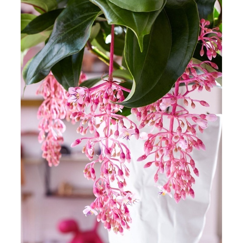 Semi di Uva Rosa (Medinilla magnifica) | 4,50 €