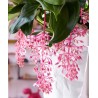 Semi di Uva Rosa (Medinilla magnifica) | 4,50 €
