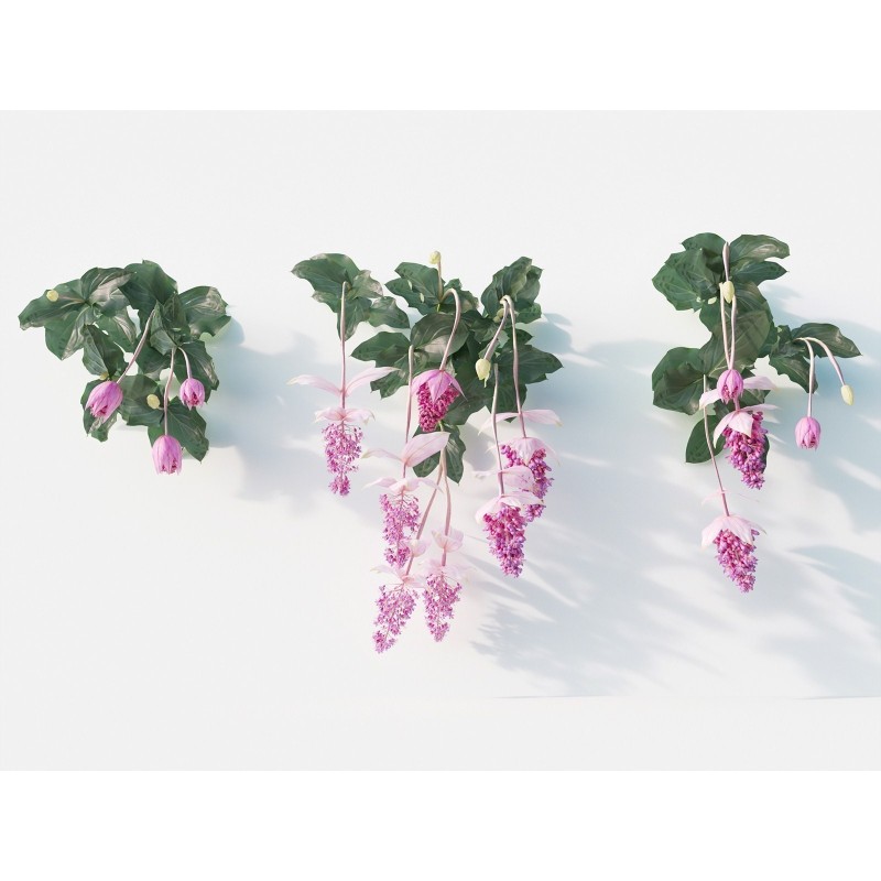 Semi di Uva Rosa (Medinilla magnifica) | 4,50 €