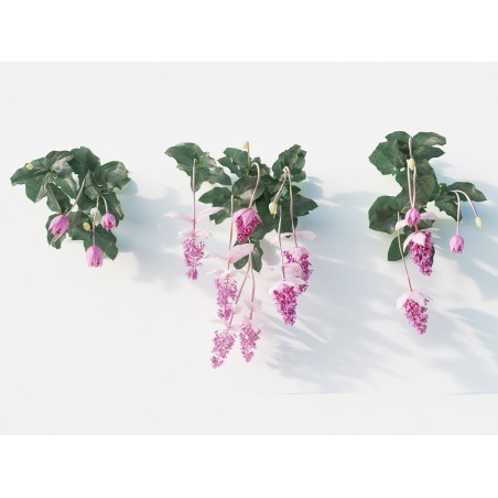 Semi di Uva Rosa (Medinilla magnifica) | 4,50 €