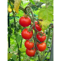 Gardeners Delight Tomaten Samen