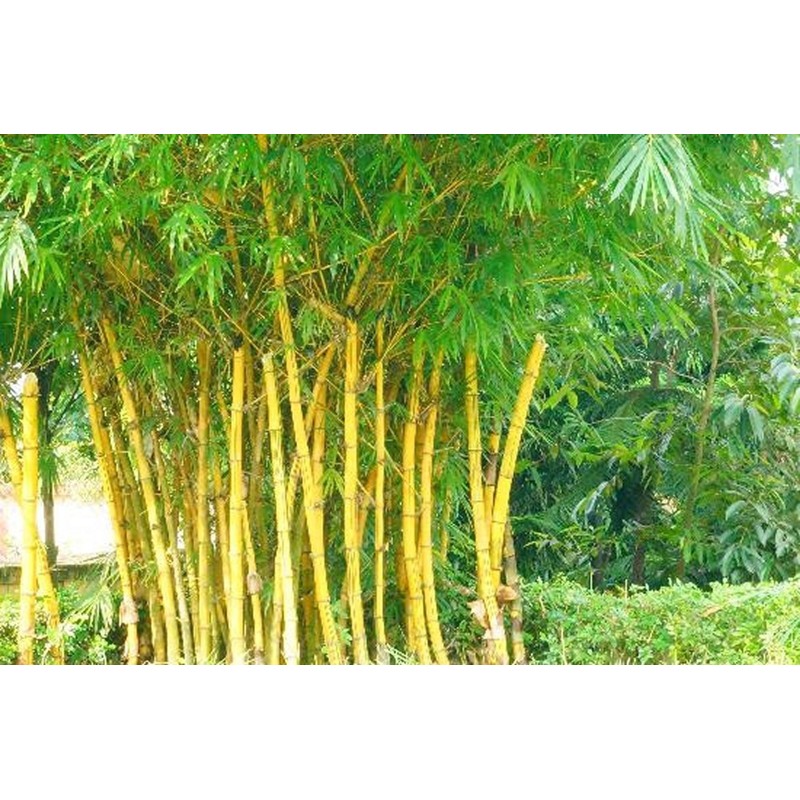 Zlatni Bambus Seme (Phillostachis aurea) | 1,95 €